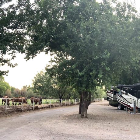 horses by rv site